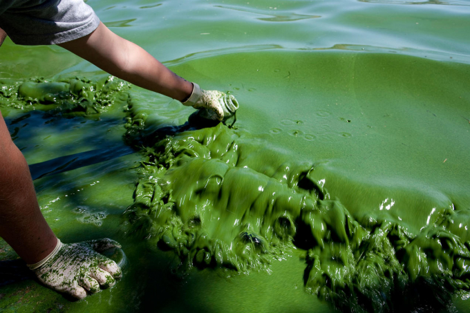 Hiện tượng tảo nở hoa do lạm dụng thái quá việc sử dụng phân nitơ do cây trồng không hấp thụ hết. Ảnh: THX