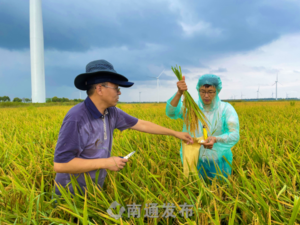 Giống lúa biển trên đất mặn thử nghiệm ở làng Rudong đã thu hoạch được 19,55 tấn trên 1,78 ha canh tác, tức đạt năng suất trung bình 10,97 tấn/ha. Ảnh: ntfabu