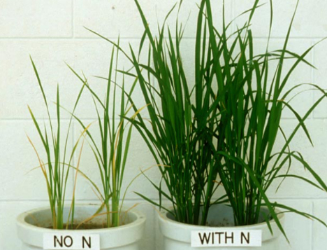 Hai mô hình lúa đối chứng không bón và bón đủ phân nitơ. Ảnh: Getty