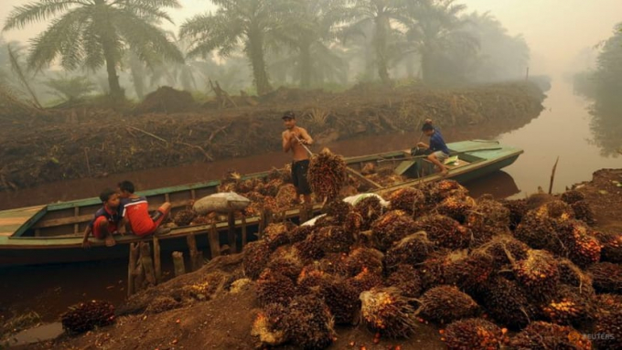 A worker unloads palm fruit at a palm oil plantation, Peat Jaya, Indonesia, Sep 15, 2015. Photo: Reuters