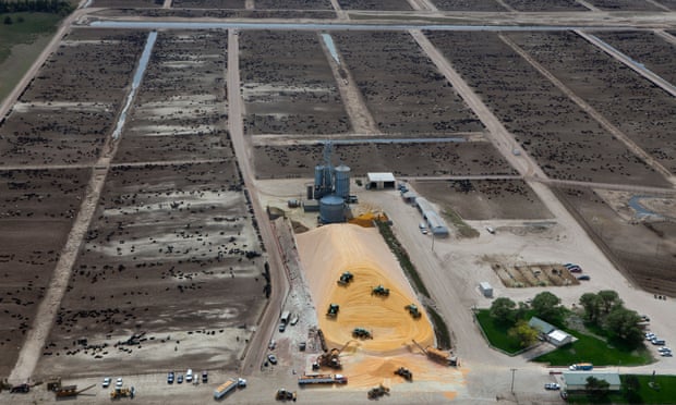 A cattle feedlot in Nebraska. Photo: Aerial Archives/Alamy