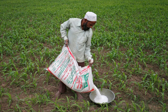 Nông dân Ấn Độ chuẩn bị bón phân trên ruộng ngô của mình ở ngoại ô Ahmedabad. Ảnh: Reuters