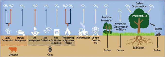 Many agricultural activities release carbon dioxide (CO₂), methane (CH₄) and nitrous oxide (N₂O) to the atmosphere. Some store carbon in plants and soil. Source: USA Today