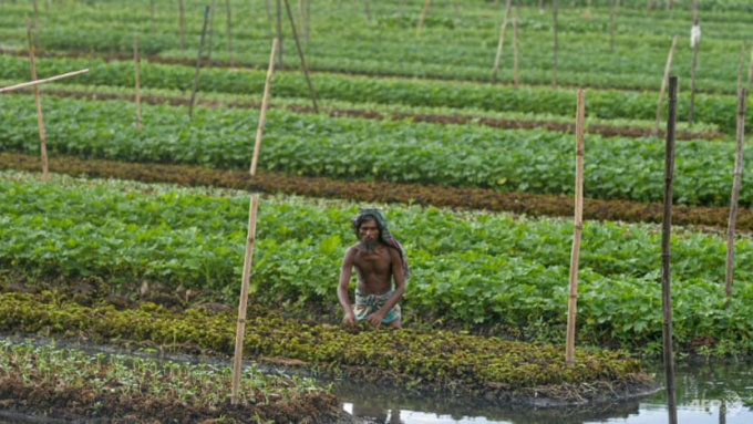 Farmers are desperately trying to adjust to these ever more destructive and unpredictable conditions caused by global warming - from using floating seed beds to developing salt-resistant rice. Photo: AFP