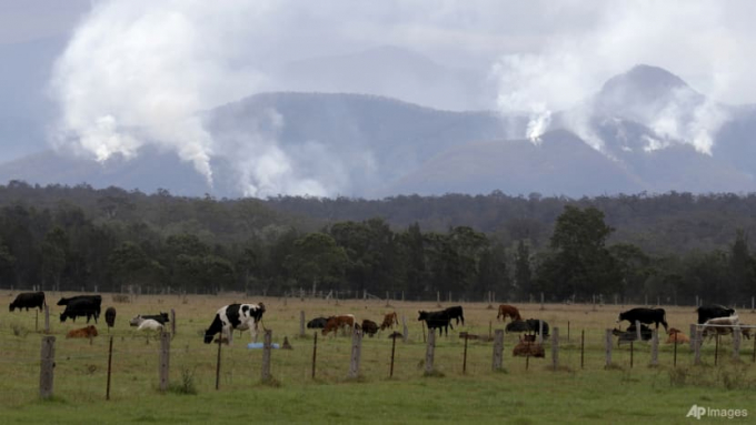 Cattle graze in a field as smoke rises from burning fires on mountains near Moruya, Australia. Australia has ruled out promising to cut methane emissions by 30% by the end of the decade. Photo: Rick Rycroft/AP 