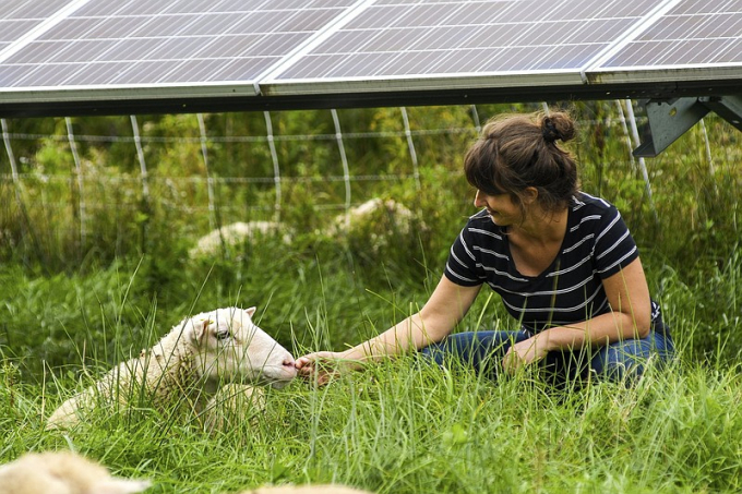 Cornell University researcher Niko Kochendoerfer pets a sheep grazing at a solar farm at Cornell University in Ithaca, N.Y., in late September. Photo: AP