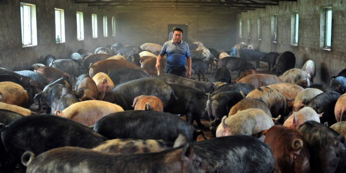 Một trang trại chăn nuôi lợn ở Trung Quốc. Ảnh: Insiders