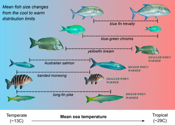 Một nghiên cứu khác trước đó cho thấy, biến đổi khí hậu đã khiến một số loài cá nhỏ hơn. Đồ họa: Asta Audzijonyte