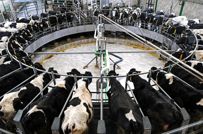Ngành chăn nuôi bò sữa ở bang Idaho nói riêng và nước Mỹ nói chung đang đối mặt nhiều khó khăn do chi phí thức ăn tăng cao. Ảnh: News Radio