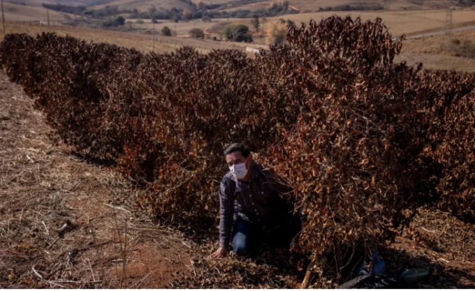 A farmer checks on coffee plants destroyed by frost during extremely low temperatures in Brazil, on August 25. Photo: Bloomberg via Getty Images