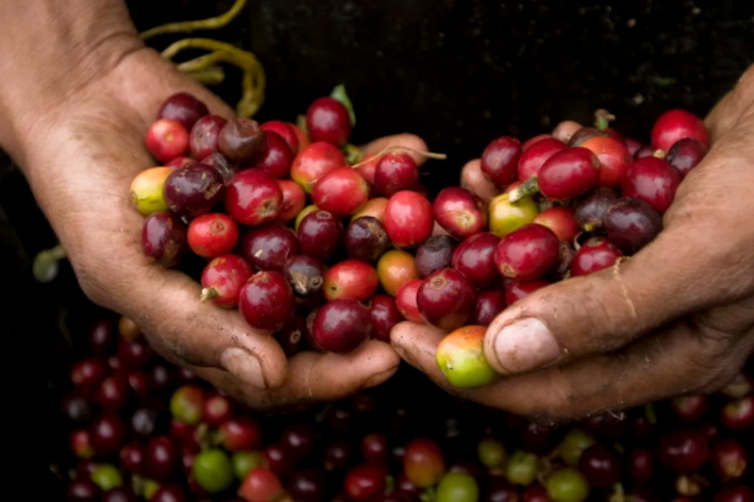 A coffee picker displays ripe, bright red arabica beans in Colombia in 2011. Photo: Getty