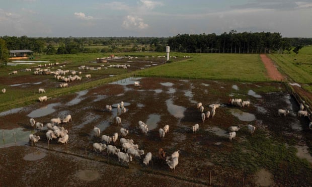 Cattle in Para state, Brazil, where the destruction of the Amazon has accelerated, in part due to illegal deforestation to clear land for intensive farms. Photo: Mauro Pimentel/AFP/Getty Images