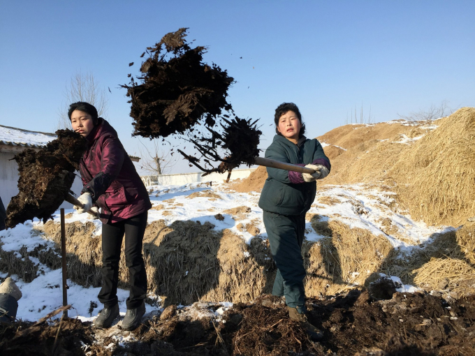 Nông dân Triều Tiên phải tự ủ phân hữu cơ để bón cho đồng ruộng. Ảnh: AP.