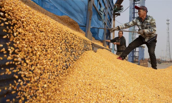 Farmers unload corns in Ning'an City, northeast China's Heilongjiang Province, Oct. 27, 2020. Autumn harvest in Ning'an has mostly finished, while food processing enterprises hum. Photo:Xinhua