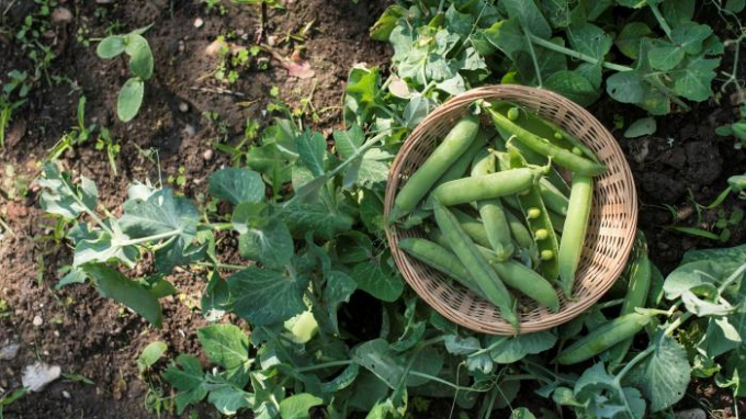 Power plant: peas and other legumes use symbiotic bacteria to extract nitrogen. Photo: Getty