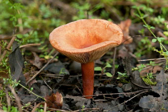 Microrrhizal fungi, such as this liver milkcap, help plants get the nutrients they need. Photo: Alamy