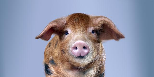 Lợn do công ty công nghệ sinh học Revivicor phát triển có thể được sử dụng để sản xuất thuốc, cung cấp nội tạng và mô để cấy ghép, và sản xuất thịt an toàn cho những người bị dị ứng thịt. Ảnh: Tim Macpherson.