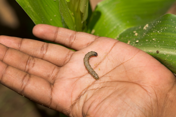 Border officials must be well trained and prepared to spot and stop fall armyworm. Luckily, it can be seen and identified without any special equipment. Photo: FAO