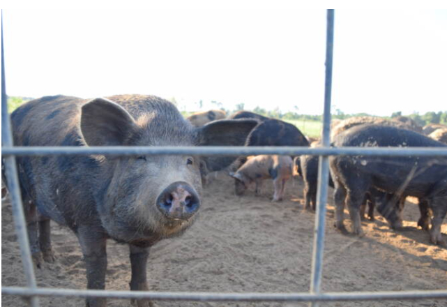 The pigs at Sylvanaqua Farms live inside an electric fence with water and food, but also have access to the woods outside. Photo: Alan Yu