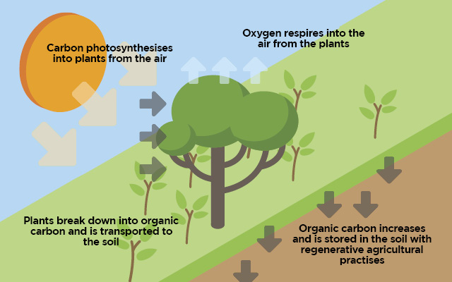 The art of carbon farming for regenerative agriculture. Photo: Getty