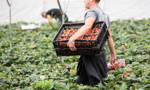 A strawberry picker at a fruit farm in Hereford. Photo: Bloomberg/Getty Images