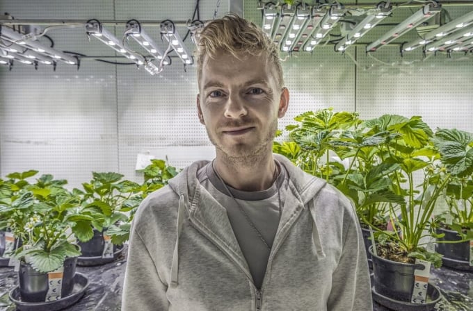 Stephan David, nhà khoa học thực vật tại Đại học Wageningen (Hà Lan) đứng trước hai lứa dâu tây được trồng cùng thời điểm nhưng sinh trưởng trong điều kiện ánh sáng khác nhau. Ảnh: Teake Zuidema