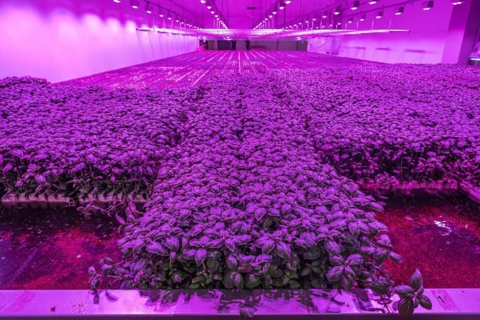 Vườn rau húng quế được trồng trong nhà kín được chiếu sáng bằng đèn LED ở Amsterdam (Hà Lan) có tốc độ từ khi xuống giống đến thu hoạch vỏn vẹn hai tuần. Ảnh: Teake Zuidema