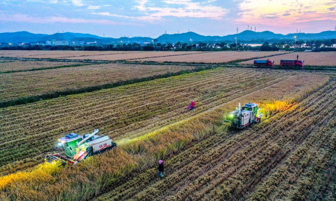 Hai chiếc máy gặt đập liên hợp đang thu hoạch lúa ở tỉnh Chiết Giang, miền Đông Trung Quốc vào ngày 13 tháng 11 năm 2021. Cánh đồng lúa rộng 100 ha này vốn là ruộng muối bị bỏ hoang được bồi lấp hồi năm năm 2019 để trồng lúa lai chịu mặn cho năng suất cao. Ảnh: VCG