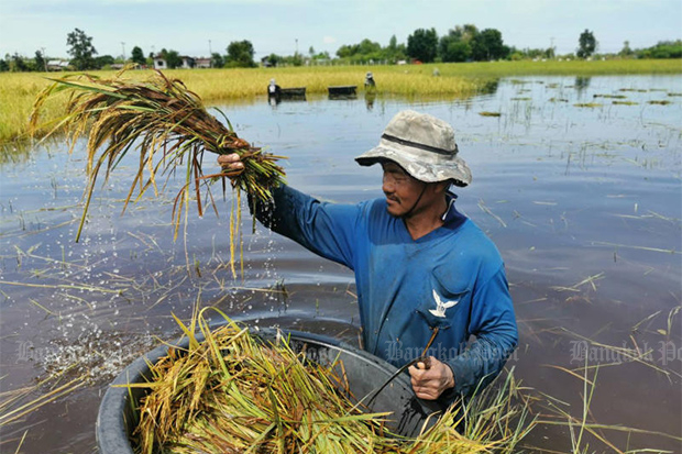 Ông Adisak Robkhetram, nông dân huyện Khu Muang, tỉnh Buri Ram đang cố vớt vát những cọng lúa bị ngập úng vào ngày 5 tháng 11 năm 2021 sau một trận mưa lũ lớn. Ảnh: Surachai Piraksa