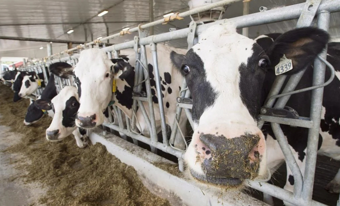 Dairy cows are seen at a farm, Friday, August 31, 2018 in Sainte-Marie-Madelaine, Que. Photo: The Canadian Press