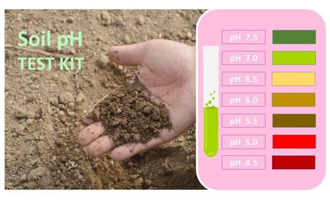 Nên kiểm tra chất lượng đất trước khi trồng cây và bón phân. Ảnh: Ofag.