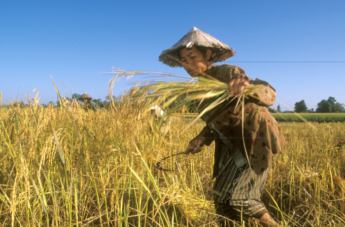 The resilience of agrifood systems to shocks is critical for food security. Photo: FAO