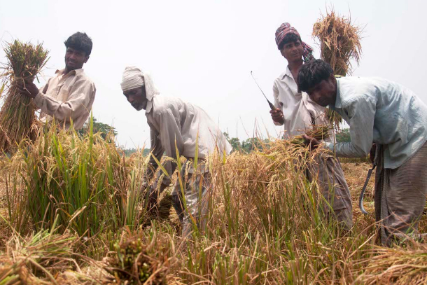 Nông nhân Bangladesh thu hoạch lúa, nơi gạo là lương thực chính ở nước này và mang lại sinh kế cho hàng triệu gia đình nông thôn. Ảnh: ucanews