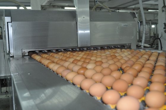 Lô trứng 179.000 quả giống Smena-9 tại trung tâm giống và di truyền chuẩn bị ấp nở hồi năm 2020. Ảnh: Vladislav Vorotnikov