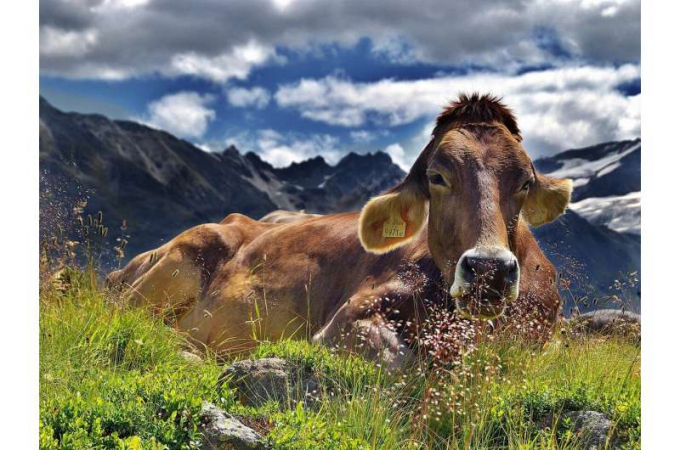 New technology to convert cow manure into gas. Photo: CCO 