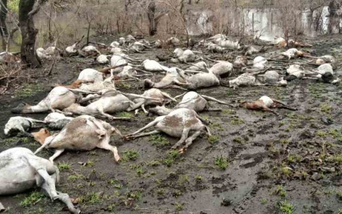 Hàng trăm con gia súc chết thảm do mưa lũ bất ngờ. Ảnh: The Standard.