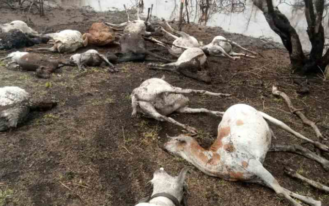 Hàng trăm con gia súc chết thảm do mưa lũ bất ngờ. Ảnh: The Standard.