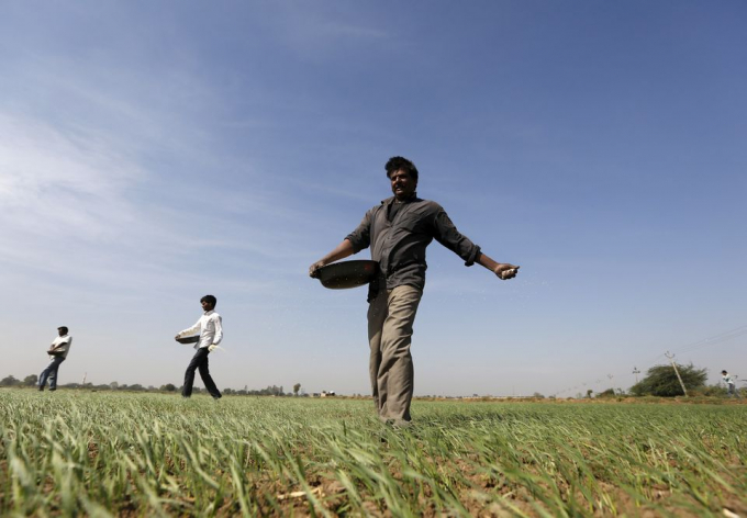Nông dân Ấn Độ đang bón phân cho cánh đồng lúa mì ở ngoại ô Ahmedabad. Ảnh: Reuters.