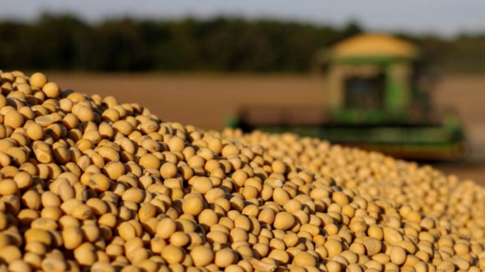 As Brazil’s influence in the soybean market has grown, so too has the importance of the risk factors faced by producers in the United States and Brazil. Photo: EMV