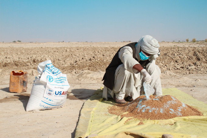 A farmer applies fungicide to the certified wheat seeds provided by FAO before sowing in Sahibzada Kalacha village, Daman district, Kandahar, Afghanistan. Photo: FAO