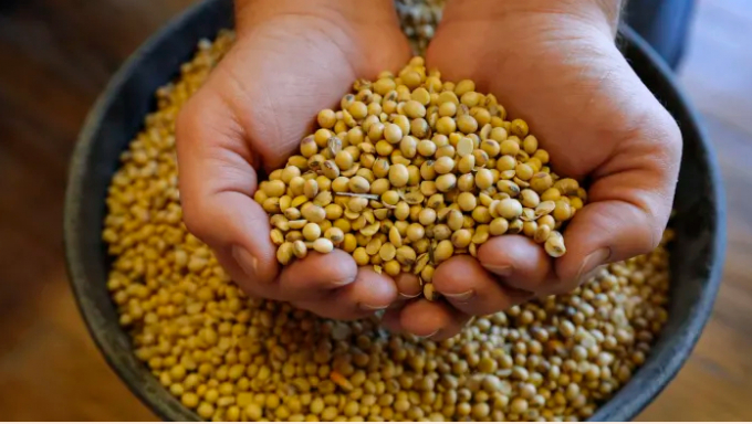 Brazil’s newly planted crop is likely to yield 121.1m tonnes of soybeans in early 2020, said the agricultural agency Conab. Photo: AP