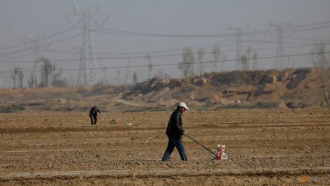 Workers use plants to plant corn seeds on the fields. Photo: Reuters  