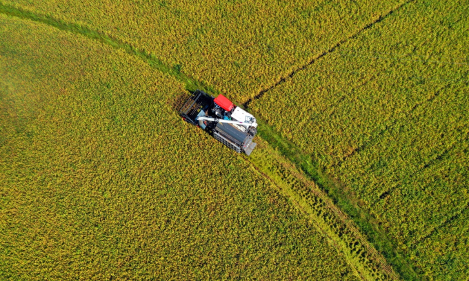 Nông dân thu hoạch lúa ở tỉnh Giang Tây, miền Đông Trung Quốc.  Ảnh: VCG