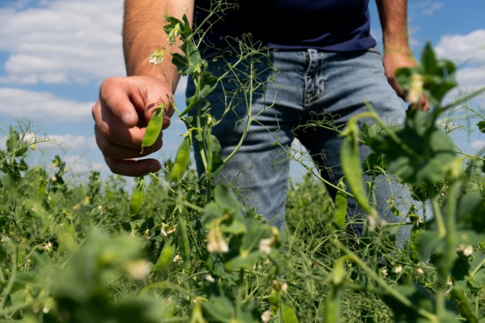 The pea (Pisum sativum L., 1753) is an annual herbaceous plant, native to the Mediterranean and Eastern area and belonging to the Fabaceae family. Photo: Antropocene