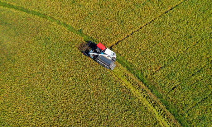 Drip-irrigated rice crops in Turkey. Photo: Netafim