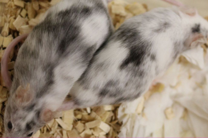 Chuột đã bị biến đổi gen để tạo ra con non chỉ toàn đực hoặc cái để phục vụ nghiên cứu khoa học. Ảnh: BBC