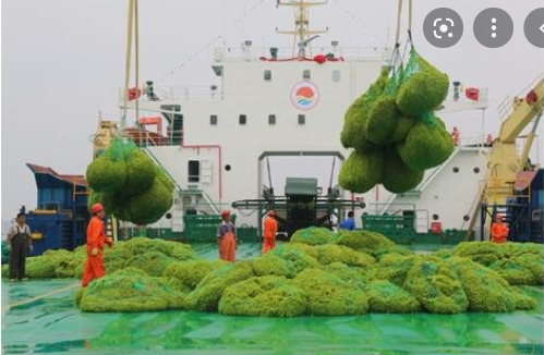 Phân bón hữu cơ của Seawin Biotech được khai thác từ rong biển. Ảnh: Getty