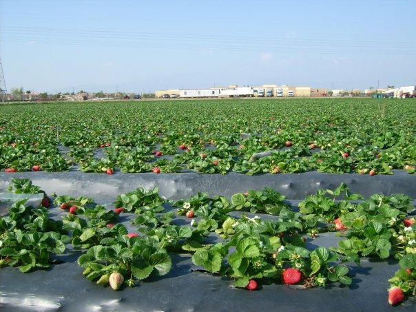 Màng phủ nhựa đóng góp rất lớn vào nâng cao năng suất cây trồng, đảm bảo an ninh lương thực thế giới. Ảnh: Getty