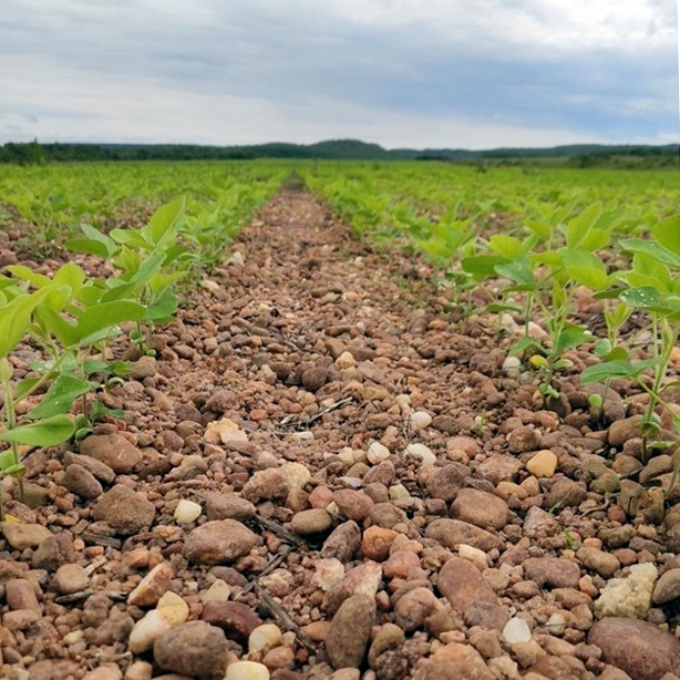 Some fields in the state of Para include large pockets of gravel mixed in the topsoil.