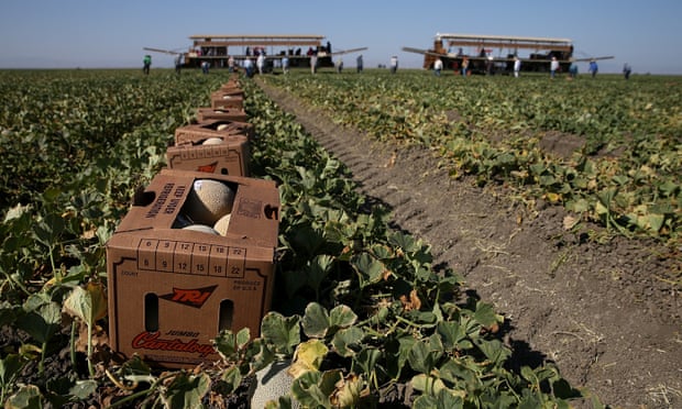 Tình trạng khủng hoảng thiếu phân bón toàn cầu đang tiếp tục đẩy chi phí đầu vào sản xuất cây trồng tăng vọt. Ảnh: Justin Sullivan / Getty Images